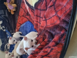 Vand catei chihuahua - imagine 3