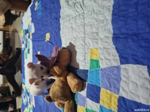 Vand catei chihuahua - imagine 4