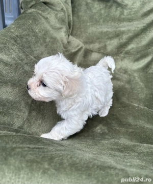 Bichon Frize  - imagine 2