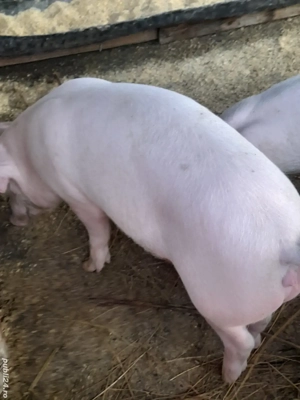 porc.        - imagine 2