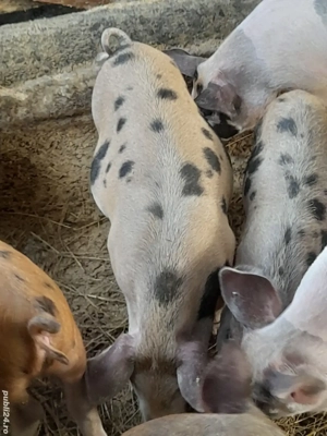 porc.        - imagine 3