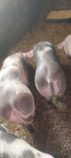 Lichidare de stoc,30 buc 30-100 kg