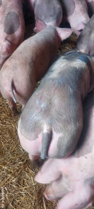 Lichidare de stoc,30 buc 30-100 kg - imagine 3