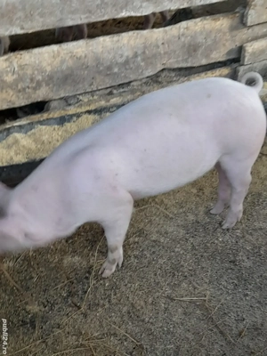 porc.        - imagine 4