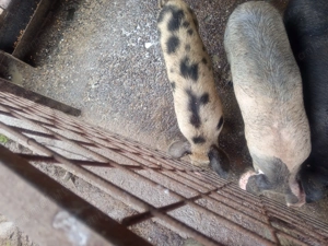 Vând sau dau la schimb  - imagine 2