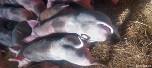 Lichidare de stoc,30 buc 30-100 kg - imagine 4