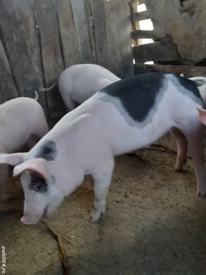 porc.        - imagine 5