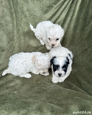 Bichoni Frize talie mică