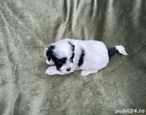 Bichon Frize  - imagine 3