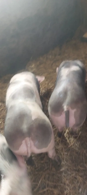 Lichidare de stoc,30 buc 30-100 kg - imagine 2