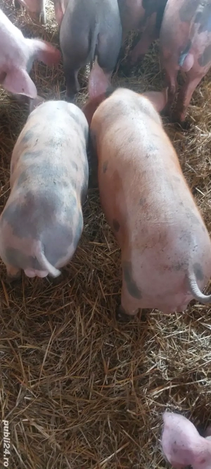 Lichidare de stoc,30 buc 30-100 kg - imagine 5