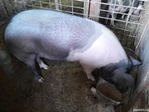 porc de vanzare 