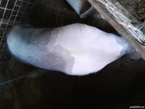 porc de vanzare  - imagine 2