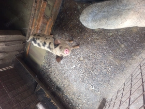 Vând sau dau la schimb  - imagine 3