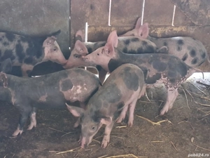 vând 6 purcei de 9-10 săptămâni  - imagine 2