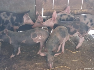 vând 6 purcei de 9-10 săptămâni 