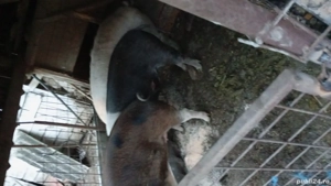 Vand porci  - imagine 3