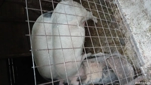 Vand porci  - imagine 2