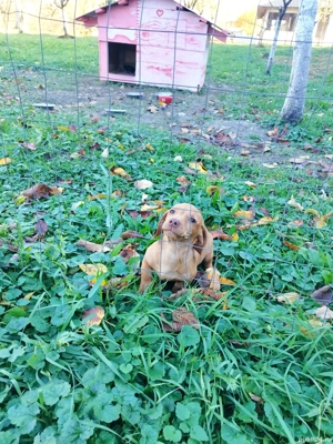 teckel deosebit talie mica  - imagine 3