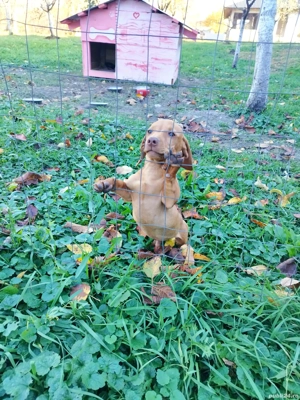 teckel deosebit talie mica 