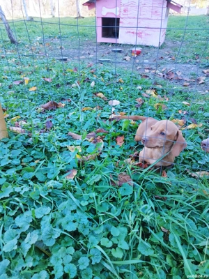 teckel deosebit talie mica  - imagine 2