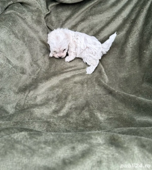 Bichoi Frize - imagine 2