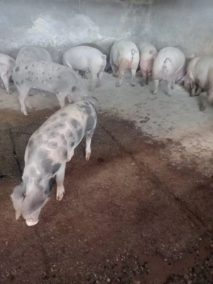 Porci de vanzare - imagine 2