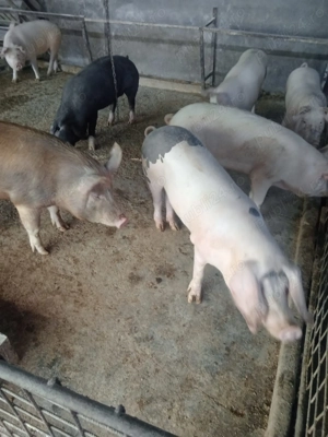 Porci de vanzare - imagine 3