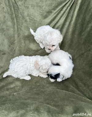 Bichoi Frize - imagine 3