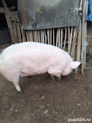 De vânzare  - imagine 3