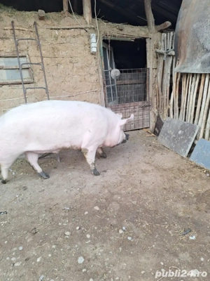 De vânzare  - imagine 2