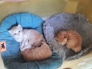 Pisici portocalii - Persana   Garfield - imagine 2