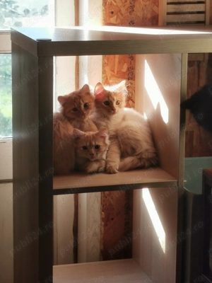 Pisici portocalii - Persana   Garfield - imagine 3