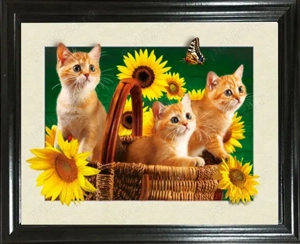 Pisici portocalii - Persana   Garfield