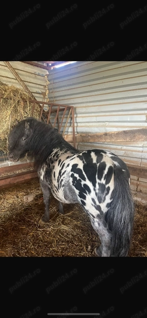 Armăsari pentru montă