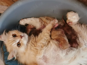 Pisici portocalii - Persana   Garfield - imagine 4