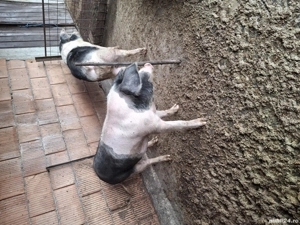 vand 2 porcii - imagine 5