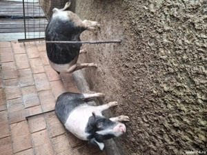 vand 2 porcii - imagine 3