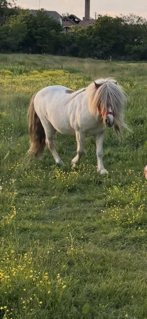 Armăsari pentru montă - imagine 2