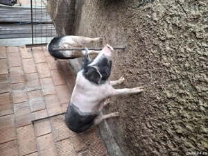 vand 2 porcii - imagine 4