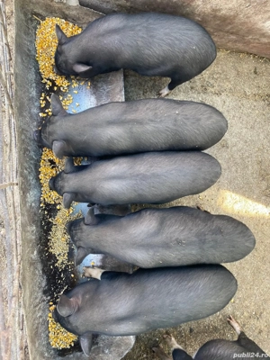 De vânzare!  - imagine 2