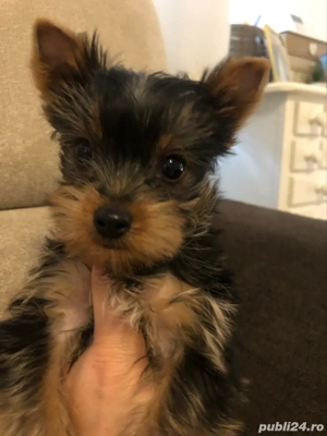 yorksire terrier - imagine 2