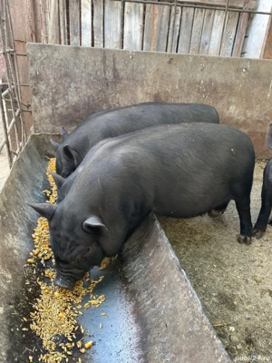 De vânzare!  - imagine 3