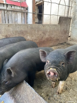 De vânzare!  - imagine 4