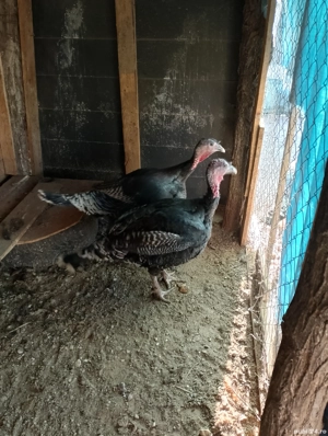 De vazare! - imagine 3