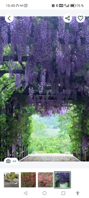 Catalpa, pawlonia.... - imagine 2