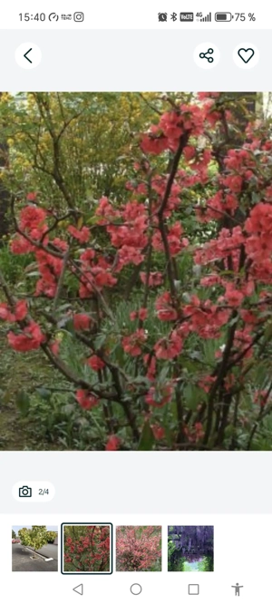 Catalpa, pawlonia.... - imagine 4