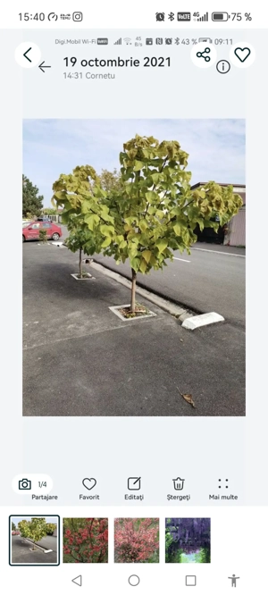 Catalpa, pawlonia....