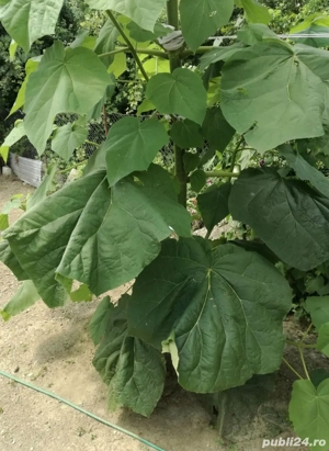 Catalpa, pawlonia.... - imagine 3