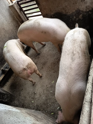 Porci de vanzare - imagine 3